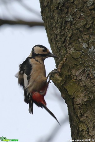 Strakapoud velký - Dendrocopos major - Foto Irena Wenischová