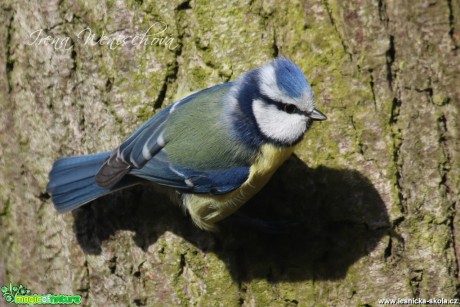 Sýkora modřinka - Cyanistes caeruleus - Foto Irena Wenischová (26)