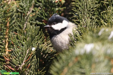 Sýkora uhelníček - Periparus ater - Foto Irena Wenischová (5)