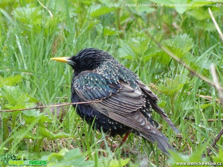 Špaček obecný - Sturnus vulgaris - Foto Irena Wenischová