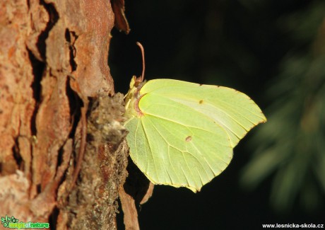 Žluťásek řešetlákový – Gonepteryx rhamni - Foto Miloslav Míšek