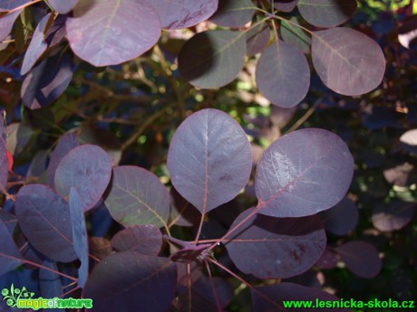 Ruj vlasatá - Cotyrus coggygria ´Royal Purple´ - Foto David Hlinka