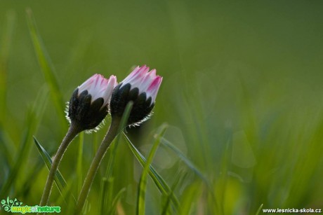 Jarní krása - Foto Marie Vykydalová.jpg (11)