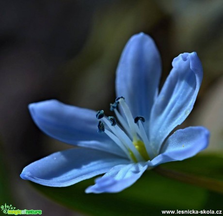 Jarní krása - Foto Marie Vykydalová.jpg (13)