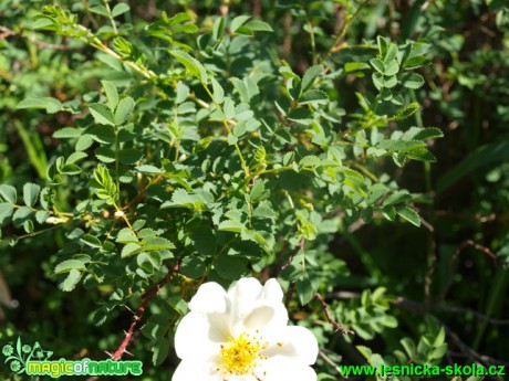 Růže bedrníkolistá - Rosa spinosissima - Foto David Hlinka (1)