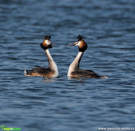 Potápka roháč - Podiceps cristatus - Foto Lukáš Málek (1)