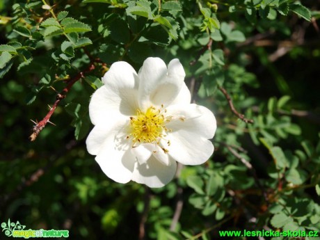 Růže bedrníkolistá - Rosa spinosissima - Foto David Hlinka