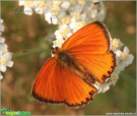 Ohniváček celíkový (sameček) - Lycaena virgaureae - Monika Suržinová