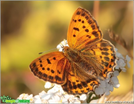 Ohniváček celíkový (samička) - Lycaena virgaureae - Foto Monika Suržinová