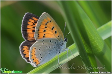 Ohniváček černočárný (samička) - Lycaena dispar - Foto Monika Suržinová