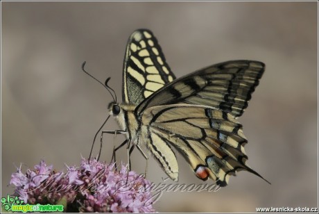 Otakárek fenyklový - Papilio machaon - Foto Monika Suržinová (2)