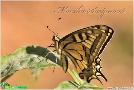 Otakárek fenyklový - Papilio machaon - Foto Monika Suržinová