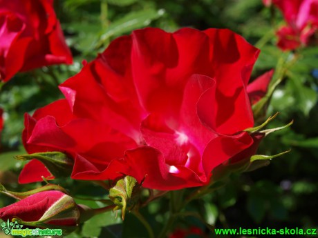 Růže kordesova - Rosa kordesii ´Dortmund´ - Foto David Hlinka (1)
