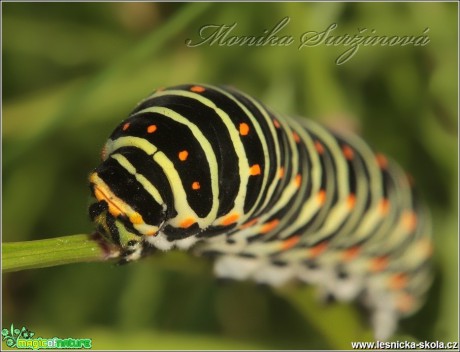 Otakárek fenyklový - Papilio machaon (housenka) - Foto Monika Suržinová