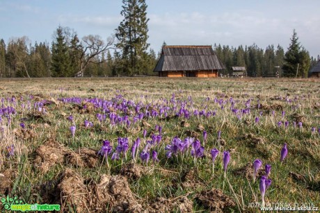 Krokusy na horách - Foto Jozef Pitoňák (1)