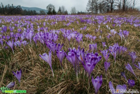 Krokusy na horách - Foto Jozef Pitoňák (2)