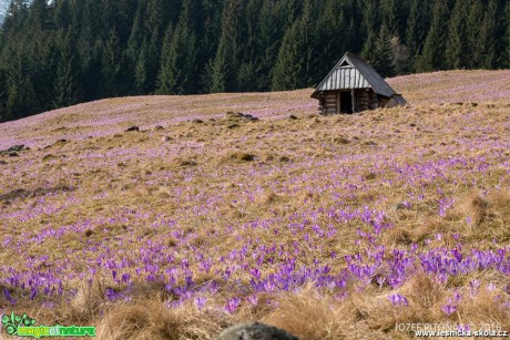 Krokusy na horách - Foto Jozef Pitoňák (3)