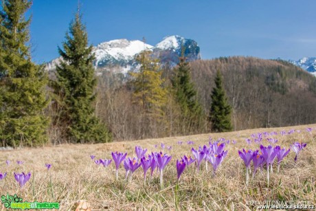 Krokusy na horách - Foto Jozef Pitoňák (5)