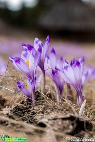 Krokusy na horách - Foto Jozef Pitoňák (7)