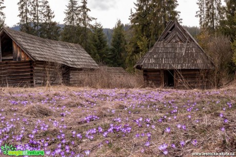 Krokusy na horách - Foto Jozef Pitoňák (8)