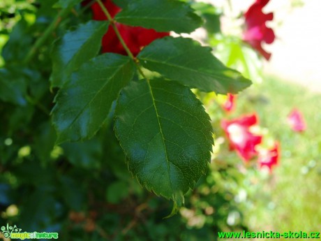 Růže kordesova - Rosa kordesii ´Dortmund´ - Foto David Hlinka (2)