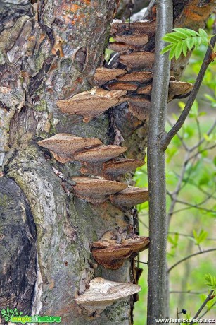 Atak dřevokazných hub - Foto Pavel Ulrych