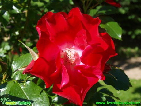 Růže kordesova - Rosa kordesii ´Dortmund´ - Foto David Hlinka