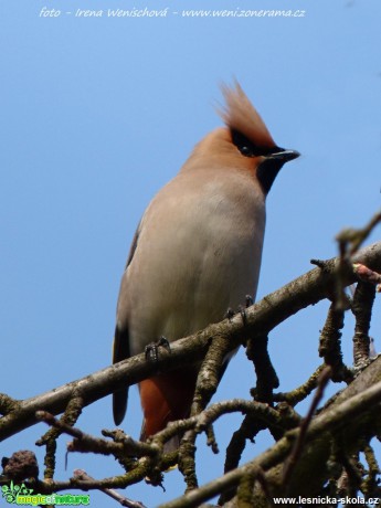 Brkoslav severní - Bombycilla garrulus - Foto Irena Wenischová