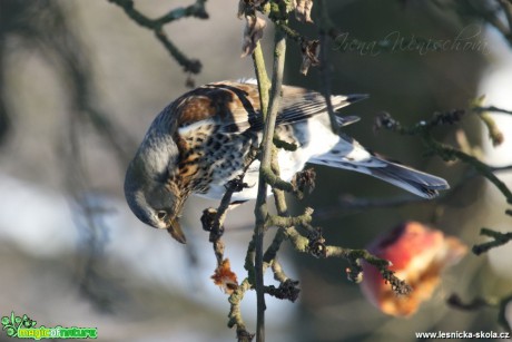 Drozd kvíčala - Turdus pilaris - Foto Irena Wenischová (1)