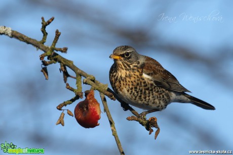 Drozd kvíčala - Turdus pilaris - Foto Irena Wenischová (4)