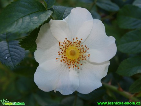 Růže maršálova - Rosa marschalliana - Foto David Hlinka