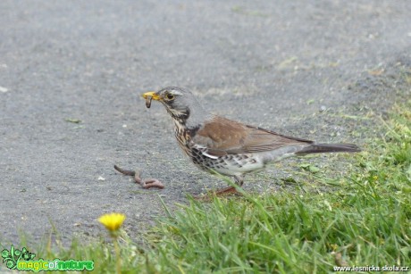 Drozd kvíčala - Turdus pilaris - Foto Irena Wenischová