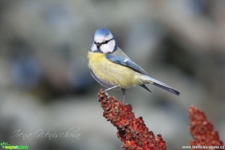 Sýkora modřinka - Cyanistes caeruleus - Foto Irena Wenischová (22)