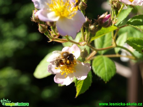 Růže mnohokvětá - Rosa multiflora - Foto David Hlinka (1)