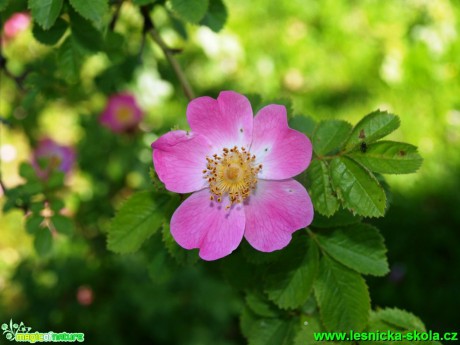 Růže vinná - Rosa rubiginosa - Foto David Hlinka (1)