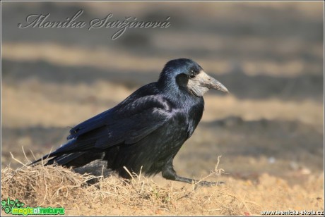 Havran polní - Corvus frugilegus - Foto Monika Suržinová