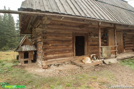 Hlídač - Foto Jozef Pitoňák