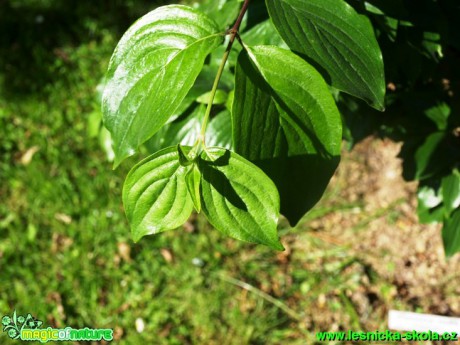 Svída dřín - Cornus mas - Foto David Hlinka (1)