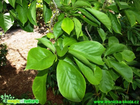 Šácholan - Magnolia kobus - Foto David Hlinka (1)