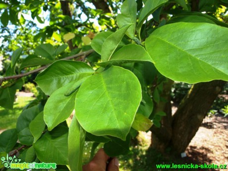 Šácholan - Magnolia kobus - Foto David Hlinka (2)