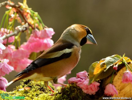 Dlask tlustozobý - Coccothraustes coccothraustes -  Foto Dušan Sedláček (3)