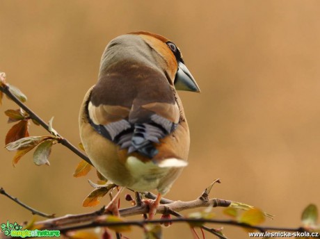 Dlask tlustozobý - Coccothraustes coccothraustes -  Foto Dušan Sedláček (4)