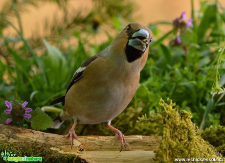 Dlask tlustozobý - Coccothraustes coccothraustes -  Foto Dušan Sedláček (5)