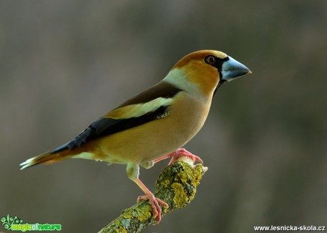 Dlask tlustozobý - Coccothraustes coccothraustes -  Foto Dušan Sedláček (9)