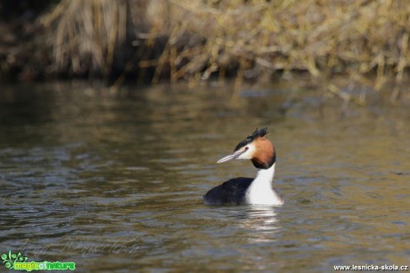 Potápka roháč - Podiceps cristatus - Foto Irena Wenischová (1)