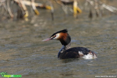 Potápka roháč - Podiceps cristatus - Foto Irena Wenischová (2)