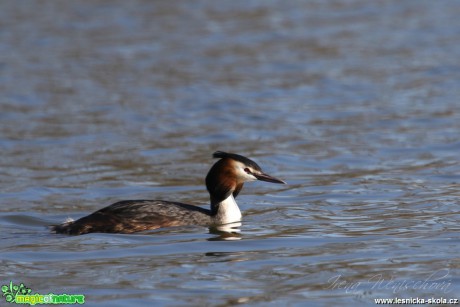 Potápka roháč - Podiceps cristatus - Foto Irena Wenischová (3)