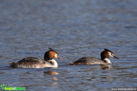 Potápka roháč - Podiceps cristatus - Foto Irena Wenischová (4)