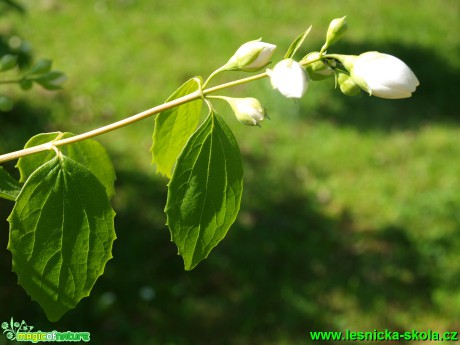 Trojpuk tyčinkatý - Deutzia staminea - Foto David Hlinka (2)