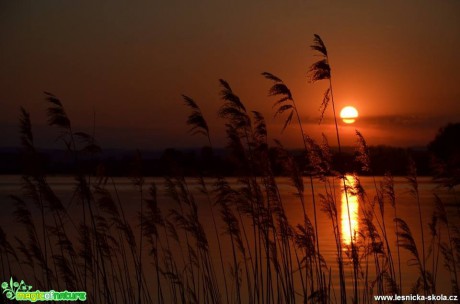 Sluneční červená - Foto Marie Vykydalová (1)